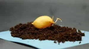 Home 16 featured-image