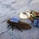 Geger! Kecoak Cyborg: Mata-mata Mini Bawah Tanah Singapura yang Mengejutkan Dunia! 6 Geger! Kecoak Cyborg: Mata-mata Mini Bawah Tanah Singapura yang Mengejutkan Dunia!