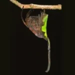 Teror Baru Bagi Arachnophobia: Laba-laba Penyamar Daun Kering! Tak Akan Sadar Jika Dekat! 10 Teror Baru Bagi Arachnophobia: Laba-laba Penyamar Daun Kering! Tak Akan Sadar Jika Dekat!