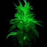 Revolusi Penerangan! Ilmuwan China Ciptakan 'Tanaman Avatar' yang Mampu Bersinar Terang Gantikan Lampu Kota 10 Revolusi Penerangan! Ilmuwan China Ciptakan ‘Tanaman Avatar’ yang Mampu Bersinar Terang Gantikan Lampu Kota