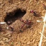 Keunikan Semut Raksasa Afrika: Daya Tarik, Harga Tinggi, dan Jerat Hukum Perdagangan Ilegal 6 Keunikan Semut Raksasa Afrika: Daya Tarik, Harga Tinggi, dan Jerat Hukum Perdagangan Ilegal