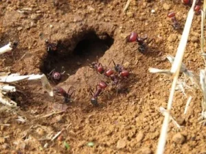 Home 13 featured-image