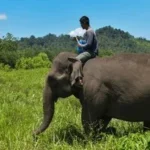 Gajah: Kecerdasan Sejati di Balik Mitos Menyembah Bulan 8 Gajah: Kecerdasan Sejati di Balik Mitos Menyembah Bulan